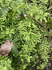 Lygodium microphyllum