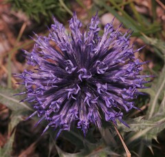 Echinops