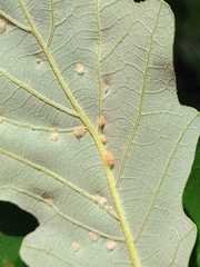 Neuroterus floccosus