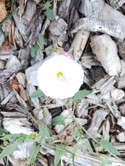 Convolvulus arvensis