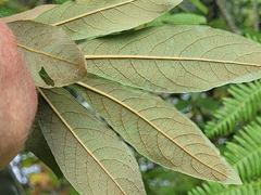 Chrysolepis chrysophylla