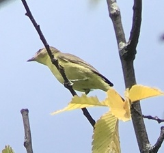 Vireo philadelphicus