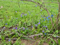 Tecophilaea violiflora