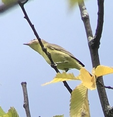 Vireo philadelphicus