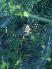 Argiope trifasciata