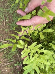 Lygodium microphyllum