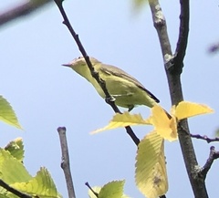 Vireo philadelphicus