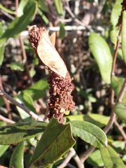 Omphalocera munroei