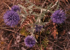 Echinops