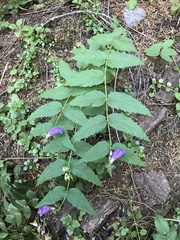 Nothochelone nemorosa