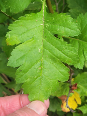 Crataegus × cogswellii