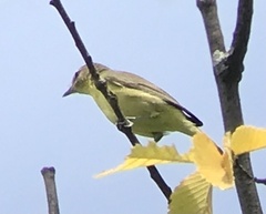 Vireo philadelphicus