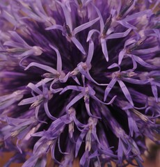 Echinops