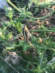 Argiope trifasciata