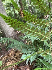 Dryopteris marginalis