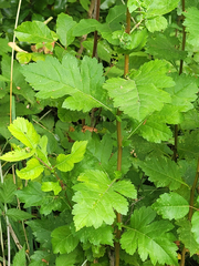 Crataegus × cogswellii