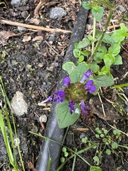 Prunella vulgaris