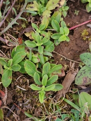 Veronica officinalis
