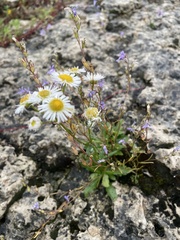 Erigeron philadelphicus provancheri