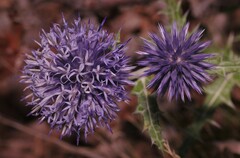 Echinops
