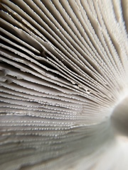 Amanita vaginata