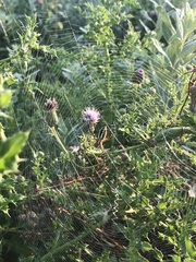 Argiope trifasciata