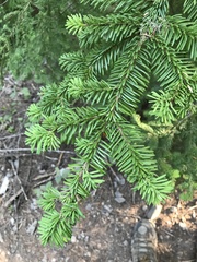 Abies amabilis