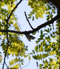 Ficedula hypoleuca