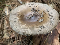 Amanita vaginata