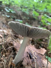 Amanita vaginata