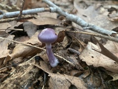 Cortinarius iodes