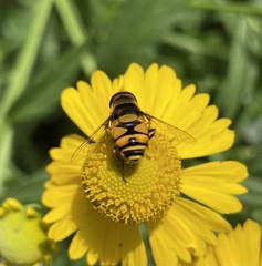 Eristalis transversa