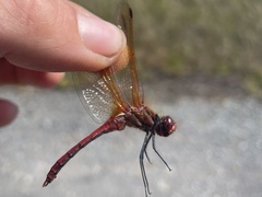 Sympetrum madidum