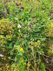 Trifolium badium