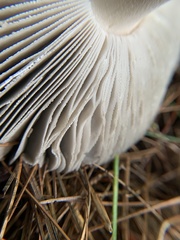 Amanita vaginata
