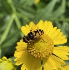 Eristalis transversa