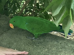 Eclectus roratus
