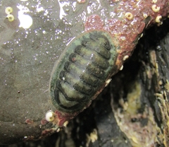 Lepidochitona cinerea