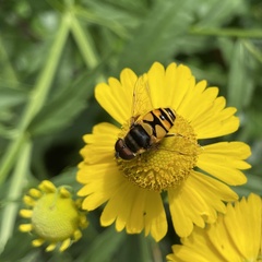 Eristalis transversa