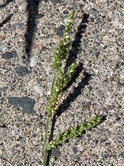 Panicum miliaceum