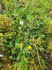 Trifolium badium