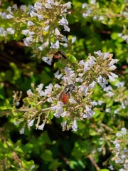 Sphecodes albilabris