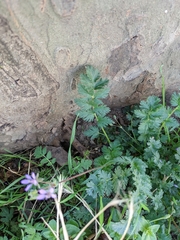 Erodium cicutarium