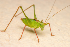 Leptophyes punctatissima