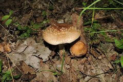 Amanita rubescens