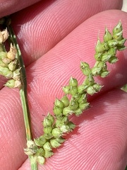 Panicum miliaceum