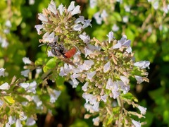 Sphecodes albilabris