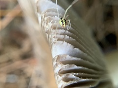 Phylloneta pictipes