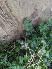 Erodium cicutarium