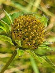 Bidens vulgata